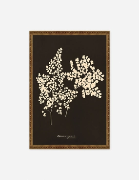 Adiantum Cuneatum Print by Anna Atkins wall art,canvas print,home wall decor