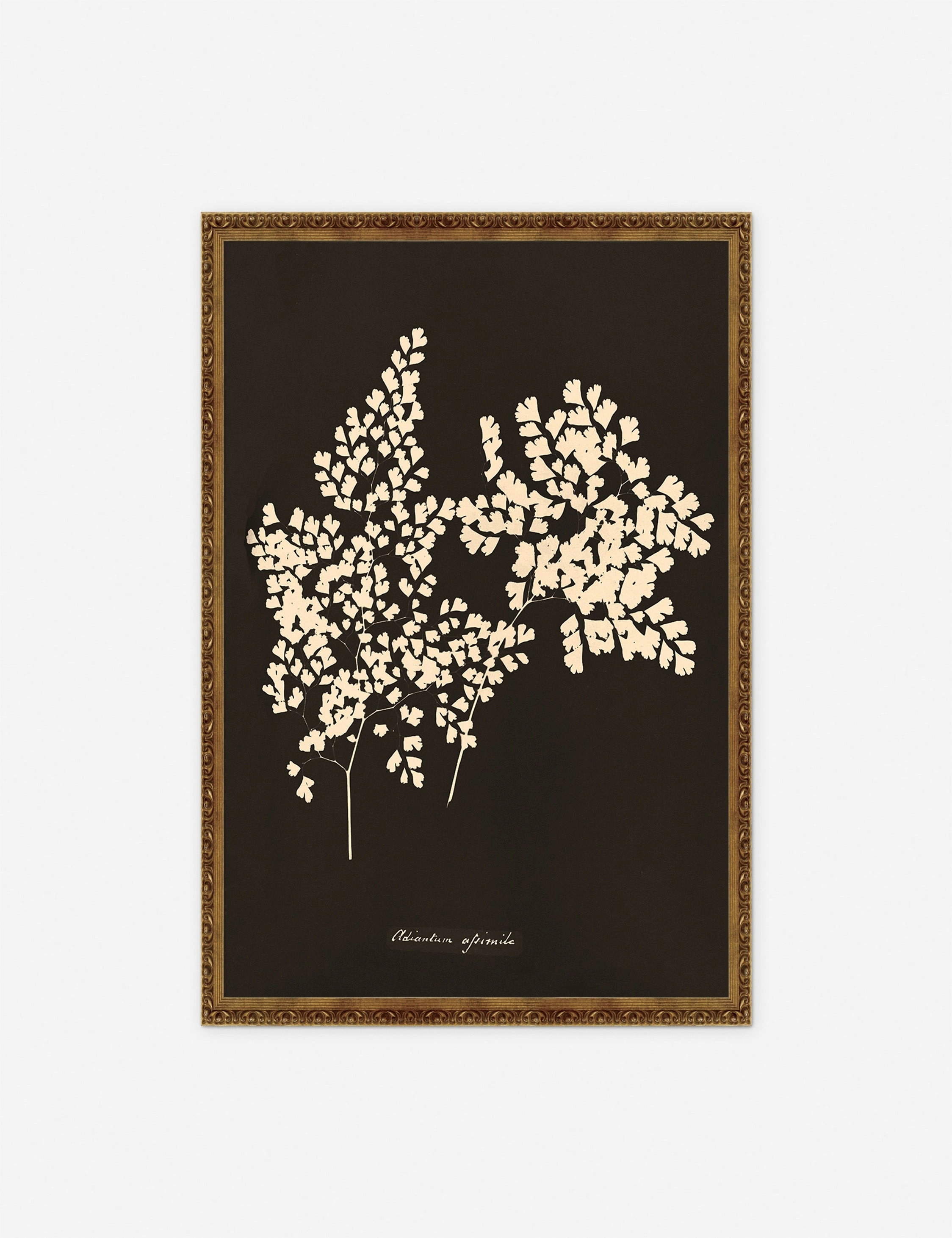 Adiantum Cuneatum Print by Anna Atkins wall art,canvas print,home wall decor