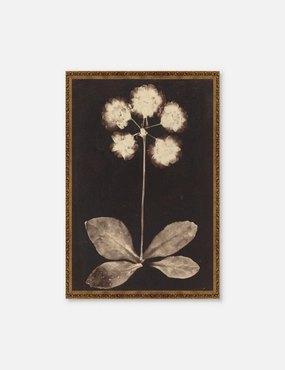 Botanical Photogram Print wall art,canvas print,home wall decor