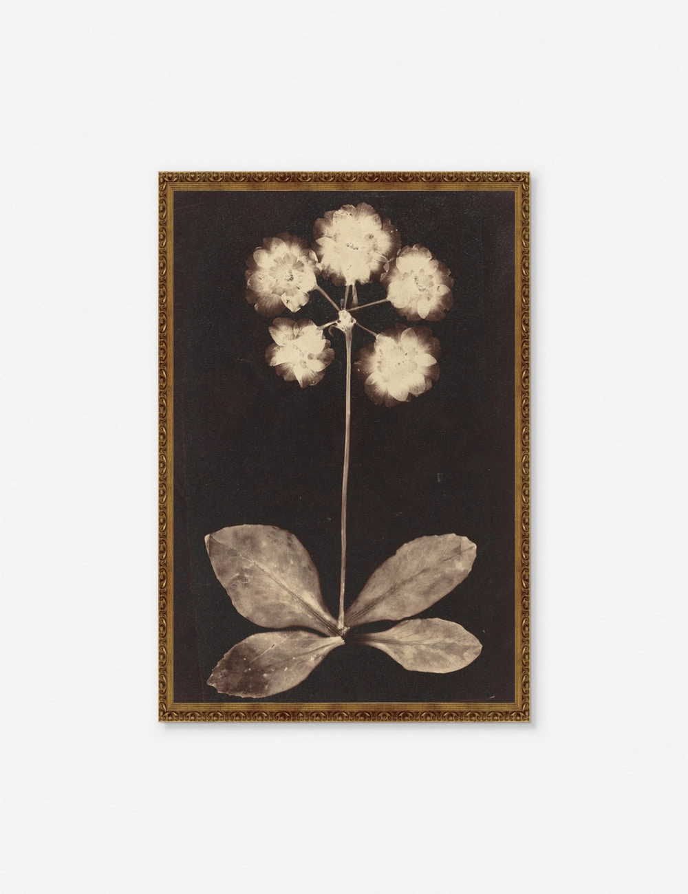 Botanical Photogram Print wall art,canvas print,home wall decor
