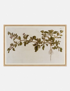 Flowering Plants I Wall Art by Franz Anton Von Scheidl wall art,canvas print,home wall decor
