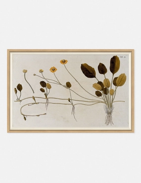 Flowering Plants II Wall Art by Franz Anton Von Scheidl wall art,canvas print,home wall decor