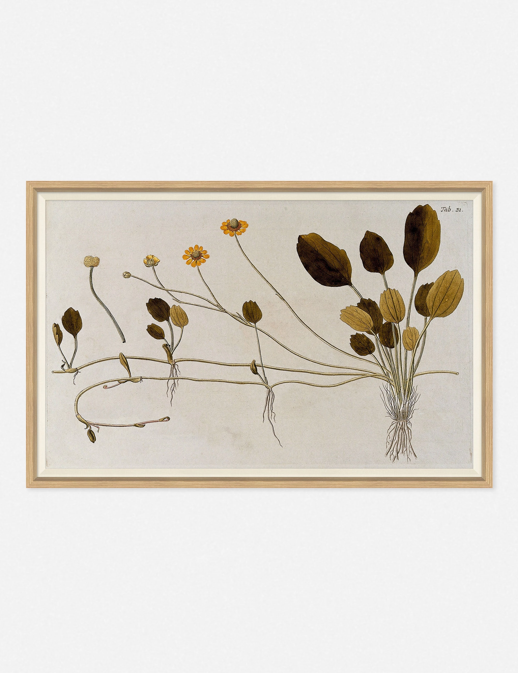 Flowering Plants II Wall Art by Franz Anton Von Scheidl wall art,canvas print,home wall decor