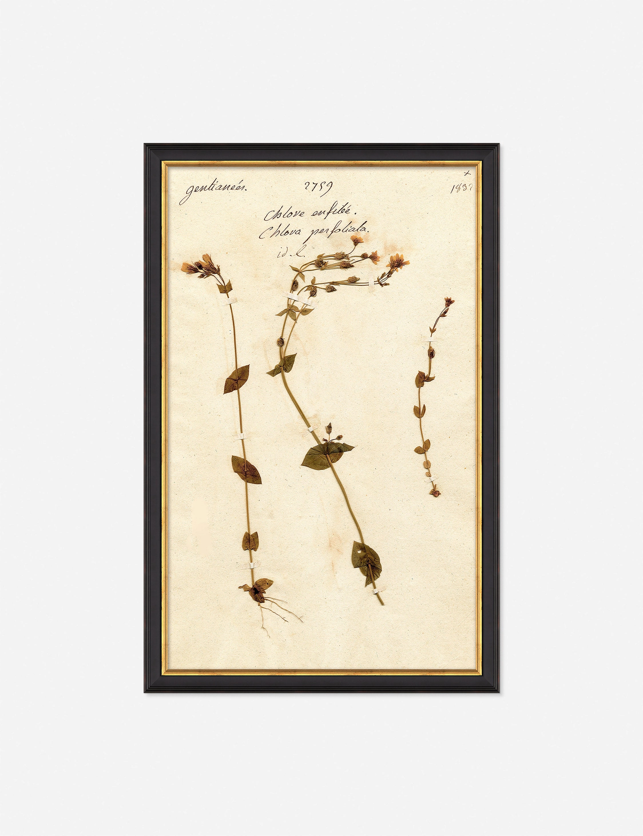 Herbarium A Wall Art wall art,canvas print,home wall decor