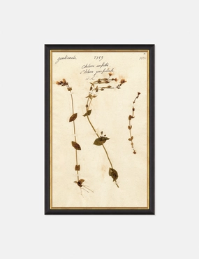Herbarium A Wall Art wall art,canvas print,home wall decor
