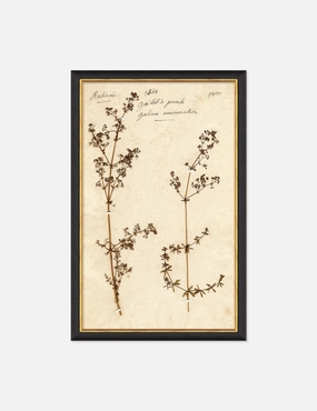 Herbarium B Wall Art wall art,canvas print,home wall decor
