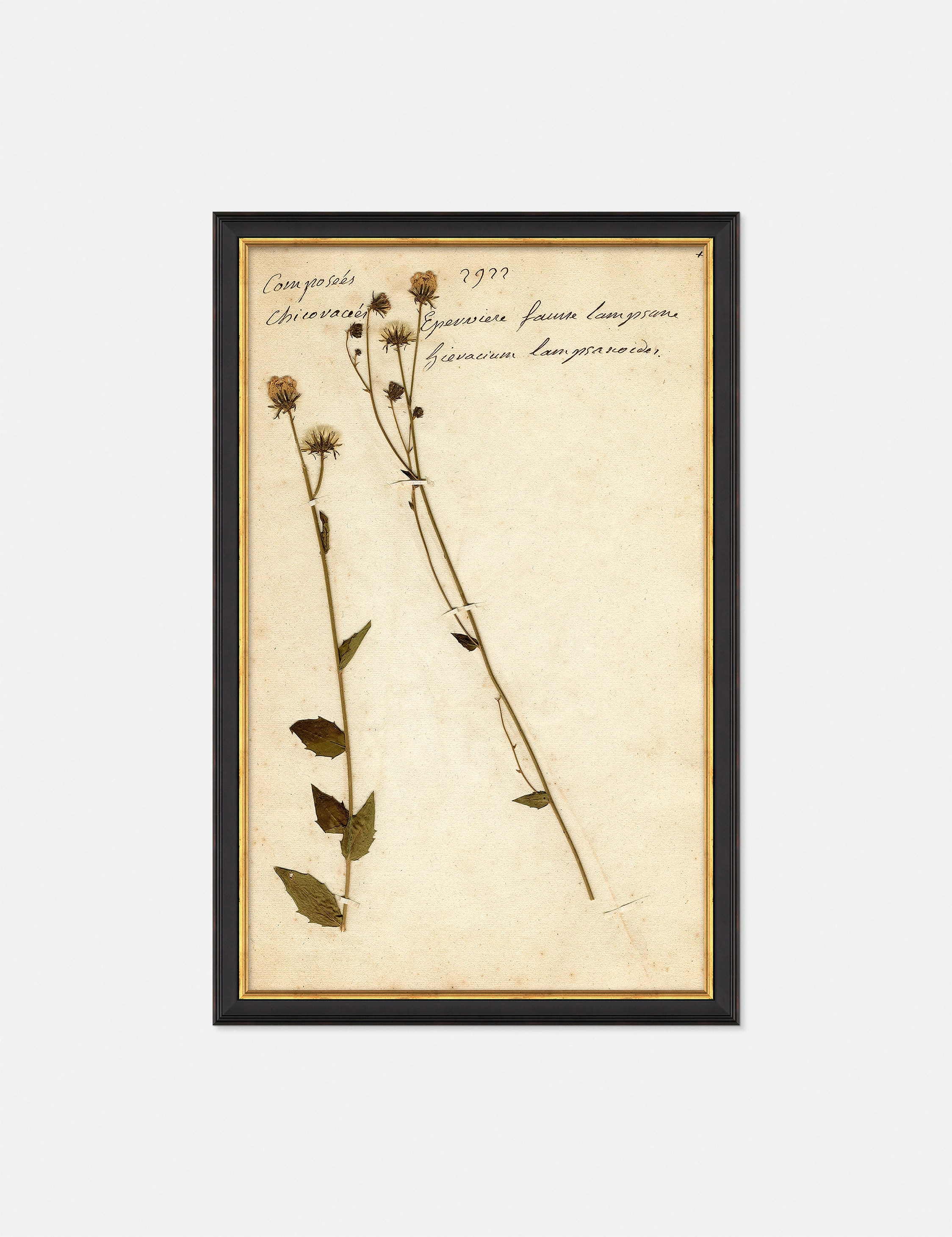Herbarium C Wall Art wall art,canvas print,home wall decor