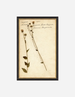 Herbarium C Wall Art wall art,canvas print,home wall decor