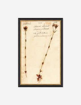 Herbarium D Wall Art wall art,canvas print,home wall decor