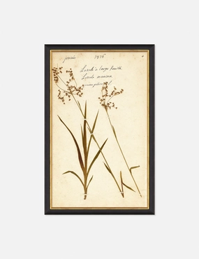Herbarium E Wall Art wall art,canvas print,home wall decor