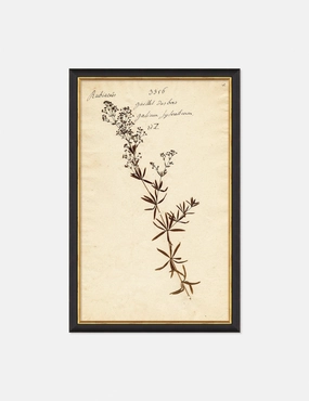 Herbarium F Wall Art wall art,canvas print,home wall decor