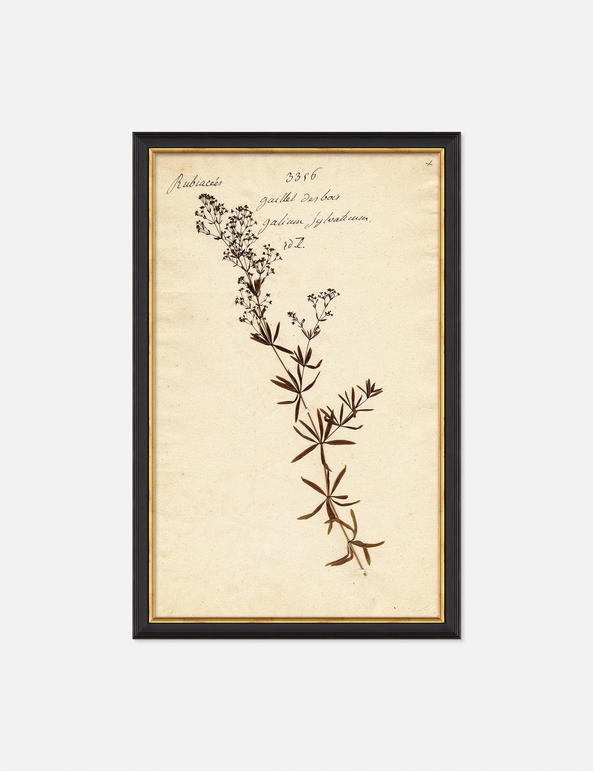 Herbarium F Wall Art wall art,canvas print,home wall decor