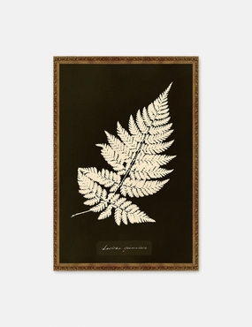 Lastrea Spinulosa Print by Anna Atkins wall art,canvas print,home wall decor