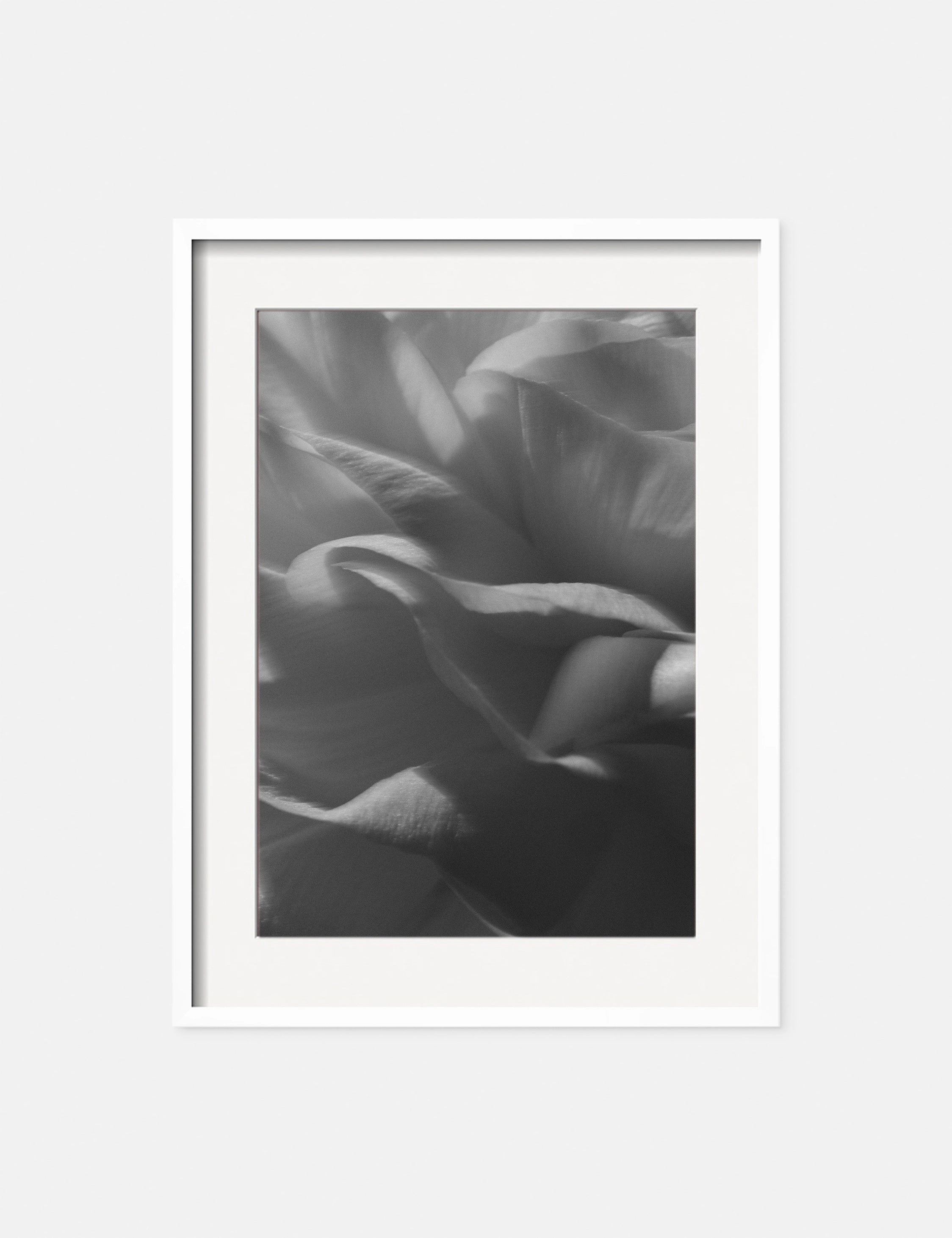 Ranunculus 3 Photography Print by Carley Rudd