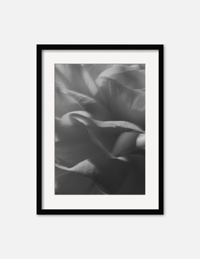 Ranunculus 3 Photography Print by Carley Rudd wall art,canvas print,home wall decor