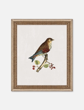 Small Birds I Wall Art by Old World wall art,canvas print,home wall decor