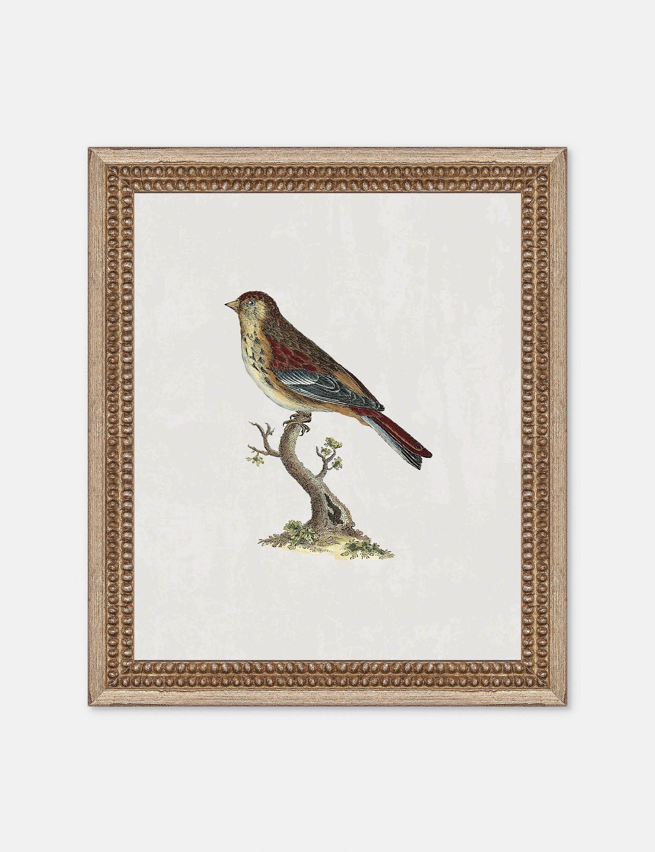 Small Birds II Wall Art by Old World wall art,canvas print,home wall decor