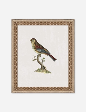 Small Birds II Wall Art by Old World wall art,canvas print,home wall decor