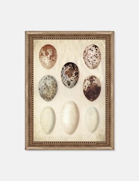 Speckled Egg I Wall Art by Helen Parker wall art,canvas print,home wall decor